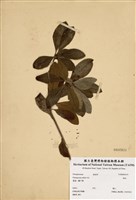 藏品(海桐)的圖片